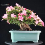 Azalea Satsuki JUKO - immagine 4