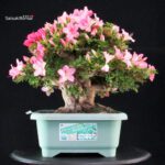 Azalea Satsuki JUKO - immagine 5