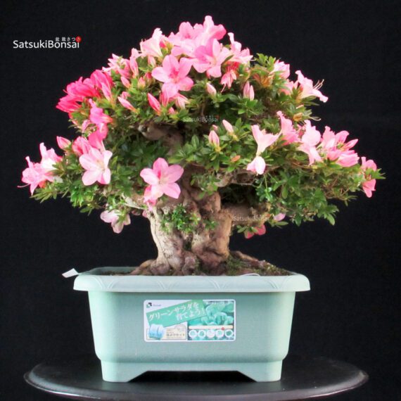 Azalea Satsuki JUKO - immagine 5