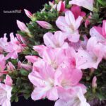 Azalea Satsuki JUKO - immagine 2