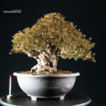 Azalea Satsuki NYOHOZAN - immagine 6