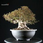 Azalea Satsuki NYOHOZAN - immagine 7