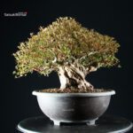 Azalea Satsuki NYOHOZAN - immagine 8