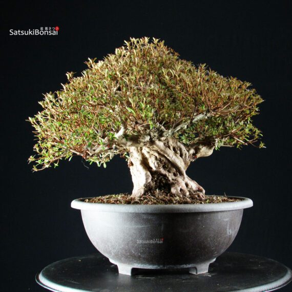 Azalea Satsuki NYOHOZAN - immagine 8