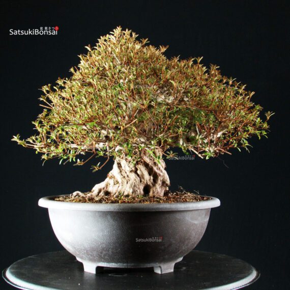 Azalea Satsuki NYOHOZAN - immagine 9