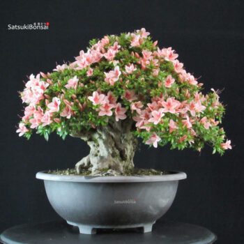 Azalea Satsuki NYOHOZAN