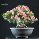 Azalea Satsuki NYOHOZAN - immagine 3