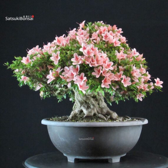 Azalea Satsuki NYOHOZAN - immagine 3