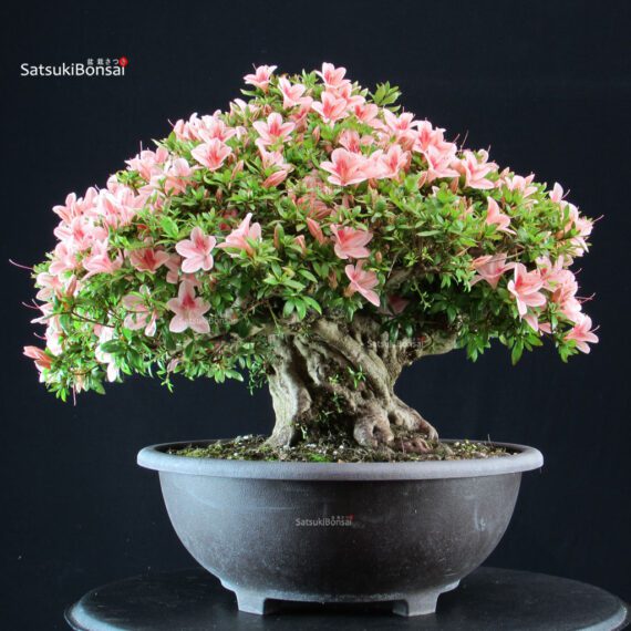 Azalea Satsuki NYOHOZAN - immagine 4