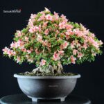 Azalea Satsuki NYOHOZAN - immagine 5