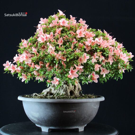 Azalea Satsuki NYOHOZAN - immagine 5