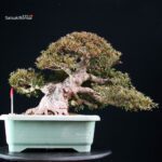 Azalea Satsuki KORIN - immagine 6