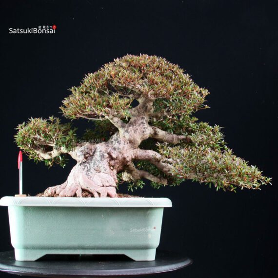 Azalea Satsuki KORIN - immagine 6