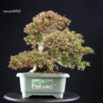 Azalea Satsuki KORIN - immagine 7