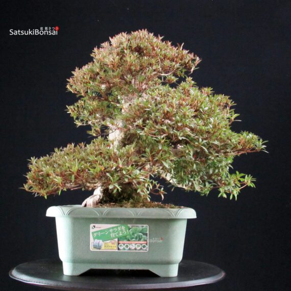 Azalea Satsuki KORIN - immagine 7