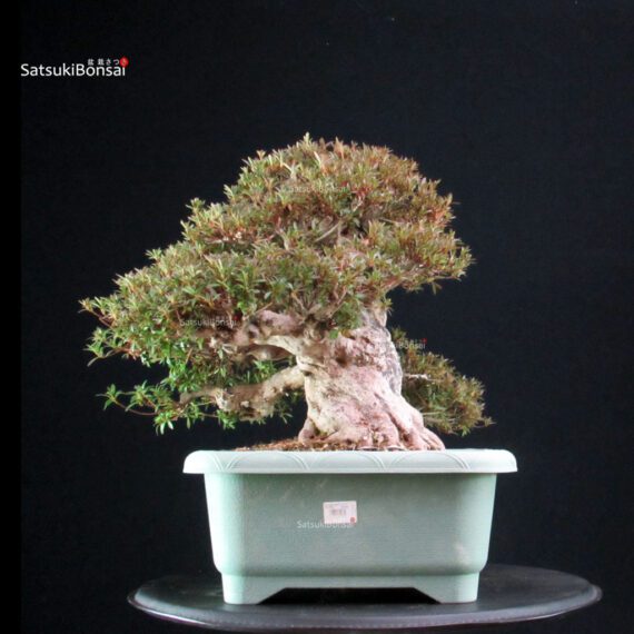 Azalea Satsuki KORIN - immagine 8