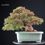 Azalea Satsuki KORIN - immagine 9