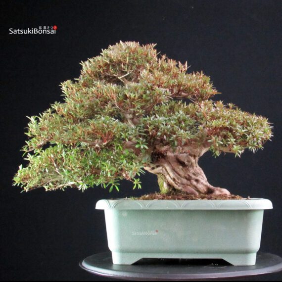 Azalea Satsuki KORIN - immagine 9