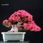 Azalea Satsuki KORIN