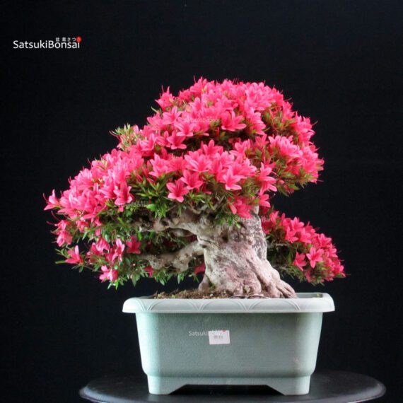 Azalea Satsuki KORIN - immagine 3