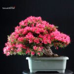 Azalea Satsuki KORIN - immagine 4