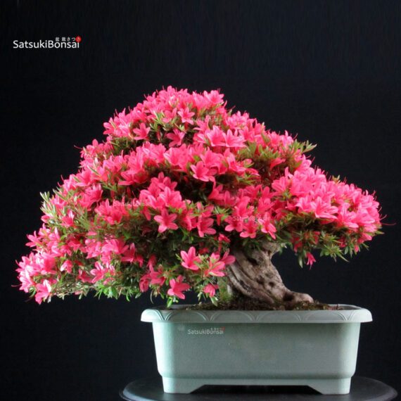 Azalea Satsuki KORIN - immagine 4