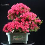 Azalea Satsuki KORIN - immagine 5