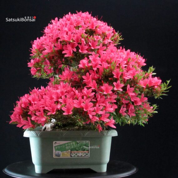 Azalea Satsuki KORIN - immagine 5