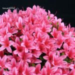 Azalea Satsuki KORIN - immagine 2