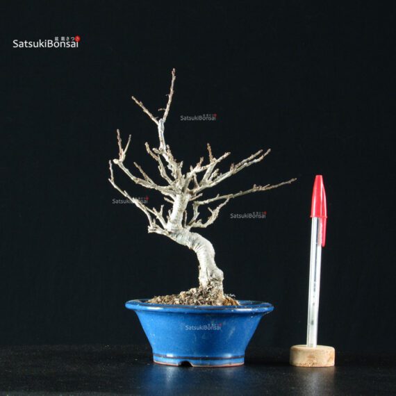 255474_1-Ilex-Serrata Ilex serrata femmina - immagine 5