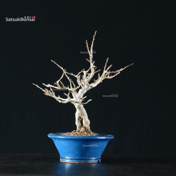 255474_2-Ilex-Serrata Ilex serrata femmina - immagine 6