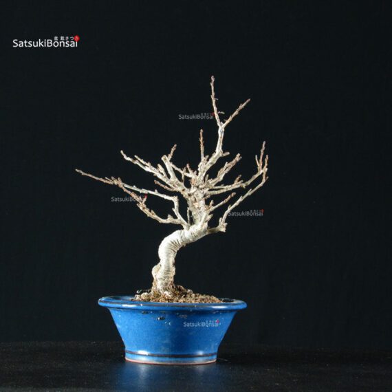 255474_3-Ilex-Serrata Ilex serrata femmina - immagine 7