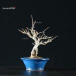 Ilex serrata femmina - immagine 8
