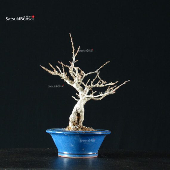 255474_4-Ilex-Serrata Ilex serrata femmina - immagine 8
