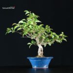 Ilex serrata femmina