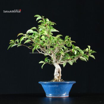 Ilex serrata femmina
