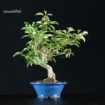 Ilex serrata femmina - immagine 2