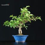 Ilex serrata femmina - immagine 3