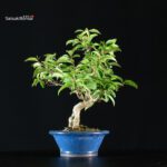Ilex serrata femmina - immagine 4