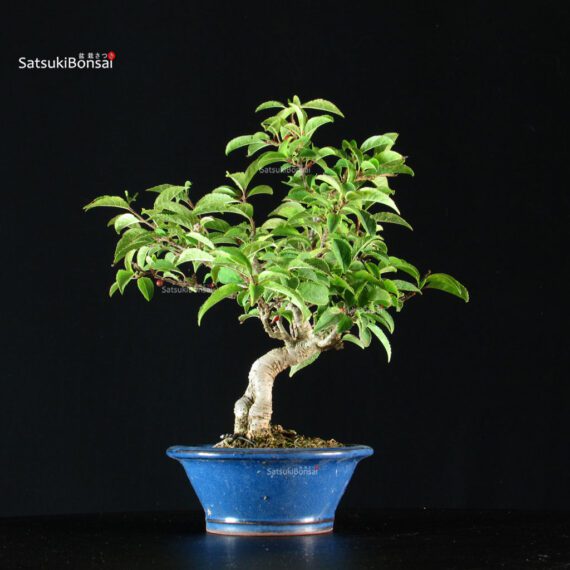255474_8-Ilex-Serrata Ilex serrata femmina - immagine 4