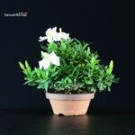 Gardenia Jasminoides