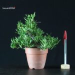 Gardenia Jasminoides - immagine 6