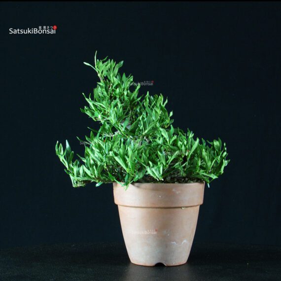 Gardenia Jasminoides - immagine 7