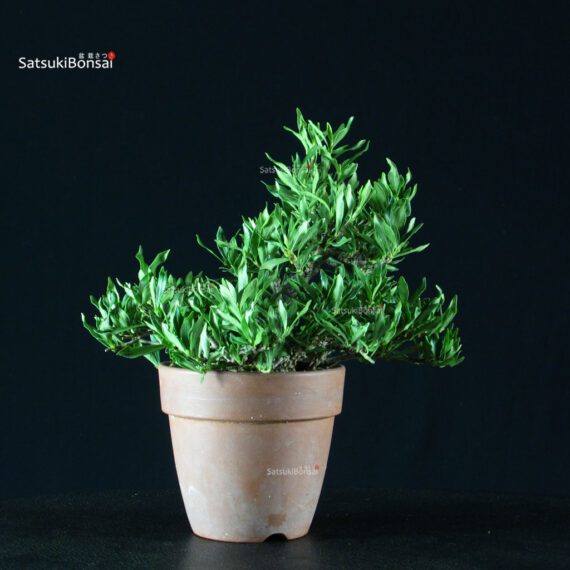 Gardenia Jasminoides - immagine 8