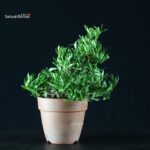 Gardenia Jasminoides - immagine 9