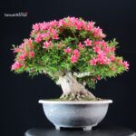 Azalea Satsuki KORIN