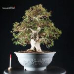 Azalea Satsuki NYOHOZAN