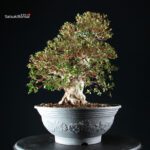 Azalea Satsuki NYOHOZAN - immagine 3