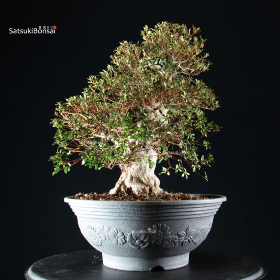 Azalea Satsuki NYOHOZAN - immagine 3