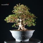 Azalea Satsuki NYOHOZAN - immagine 4